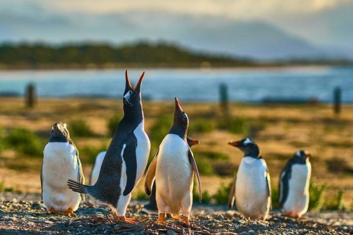 Pinguinkolonien im Beagle-Kanal