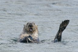 Seeotter in Alaska
