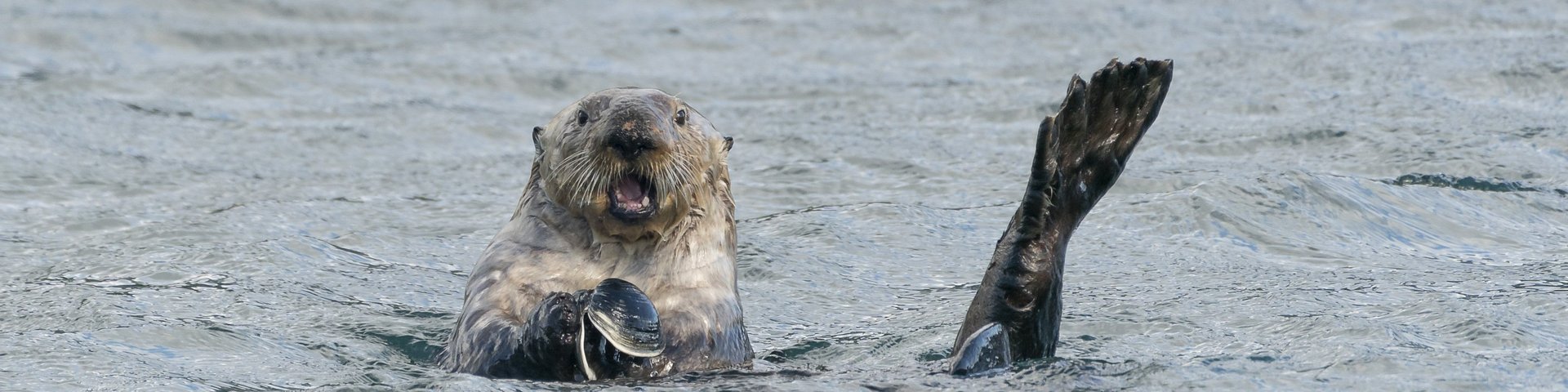 Seeotter in Alaska Seeotter in Alaska