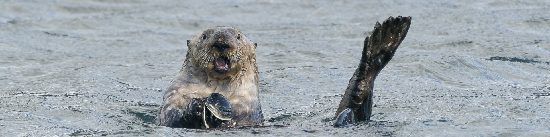 Seeotter in Alaska