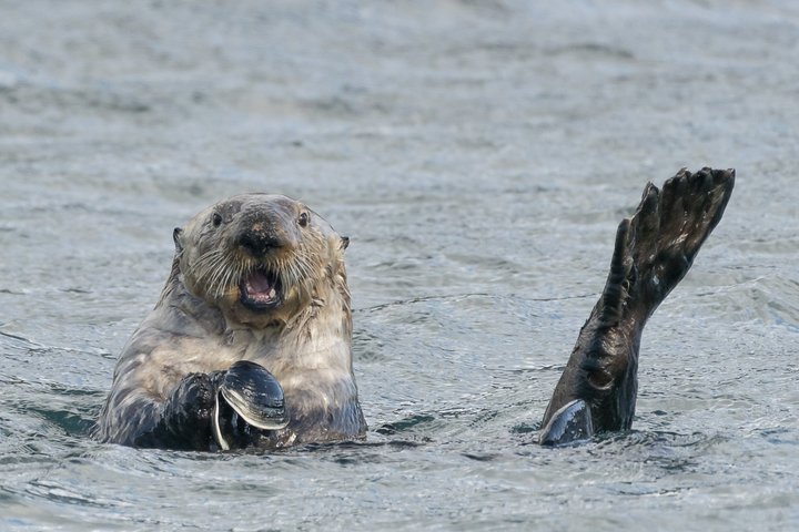 Seeotter in Alaska