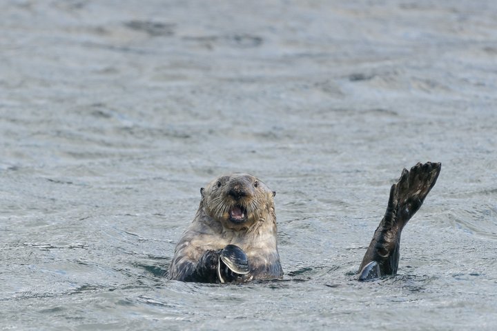 Seeotter in Alaska