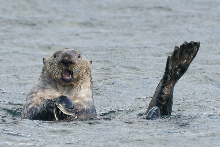Seeotter in Alaska