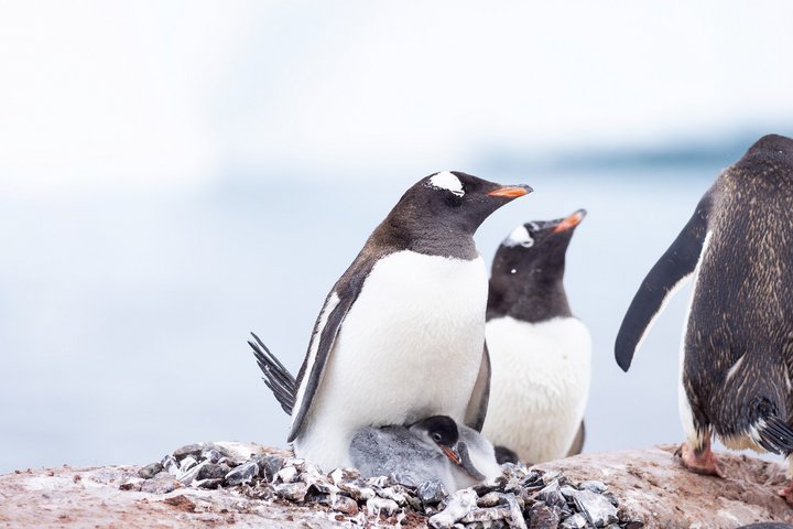 Pinguine Pinguine