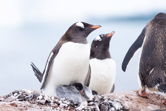 Pinguine