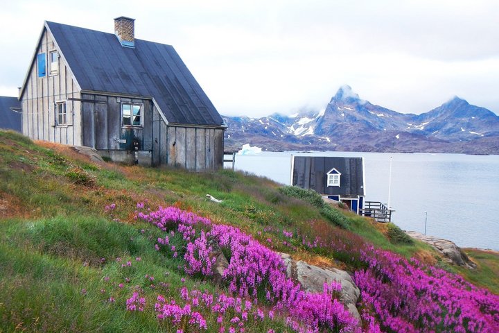Haus mit bluehender Wiese und Bucht in Grönland
