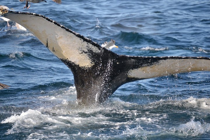 Flosse eines Buckelwals in den Fjorden von Norwegen