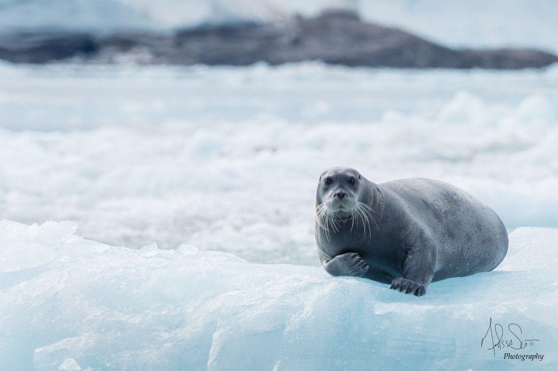 Spitzbergen Umrundung – Im Reich von Eis & Eisbären