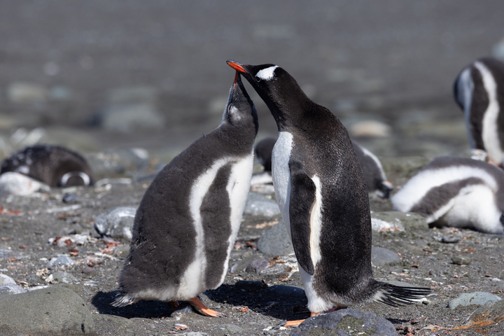 Eselspinguine in der Antarktis