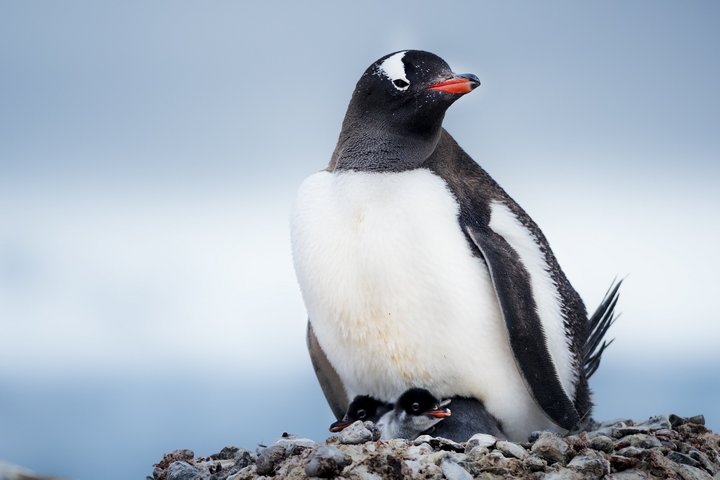 Eselpinguin mit Küken