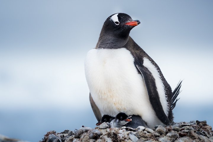 Eselspinguin mit Küken Eselpinguin mit Küken