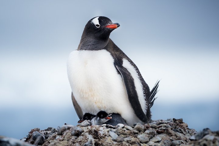 Eselpinguin mit Küken