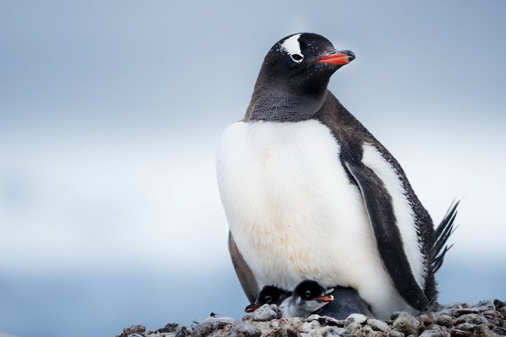 Pinguin mit seinen Küken