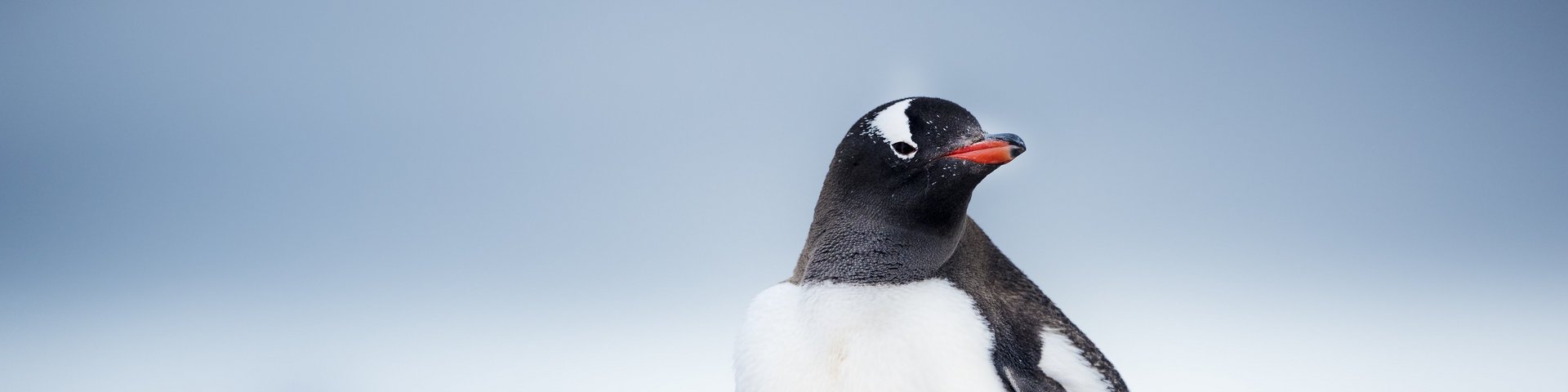 Eselpinguin in der Antarktis