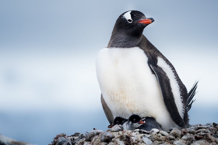 Eselpinguin mit Küken