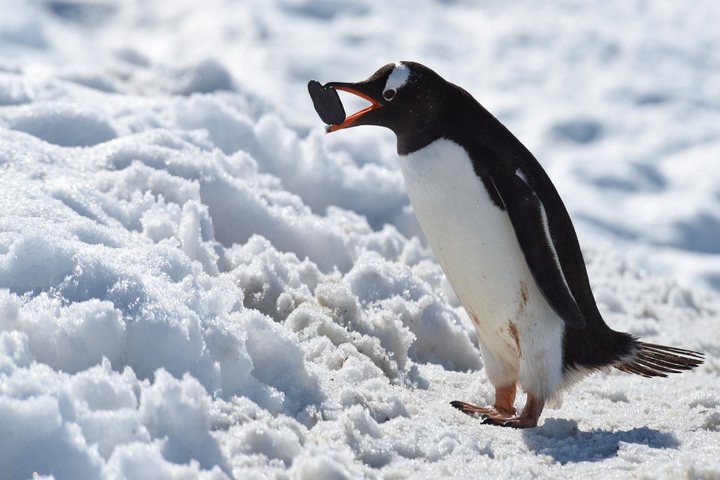 Eselspinguin in der Antarktis