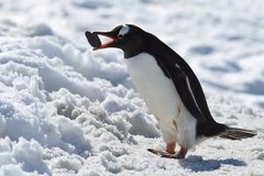 Eselspinguin in der Antarktis