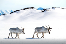 Rentiere auf Spitzbergen