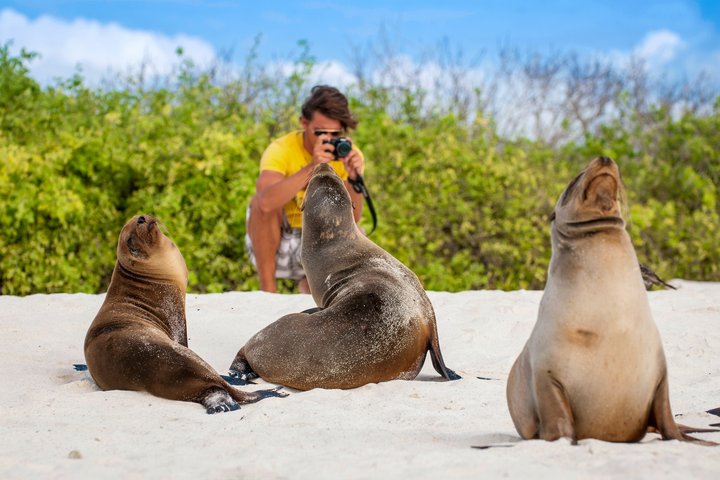 Seelöwen am Strand auf Galapagos Seelöwen am Strand auf Galapagos