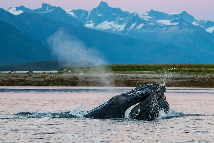 Maul eines Buckelwals beim Fressen