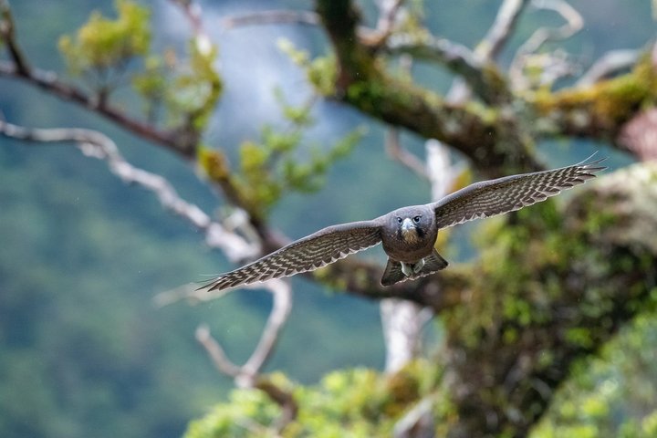 Habicht in Neuseeland