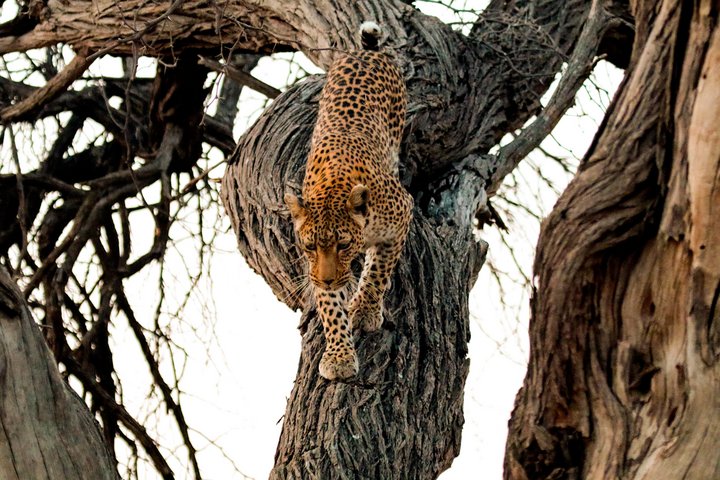 Die Baobab-Tour – Auserlesene Lodge-Safari