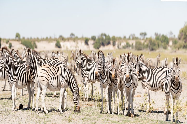 Die Baobab-Tour – Auserlesene Lodge-Safari