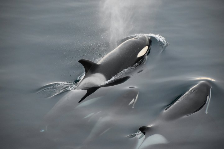 Orcas unterwegs Orcas unterwegs