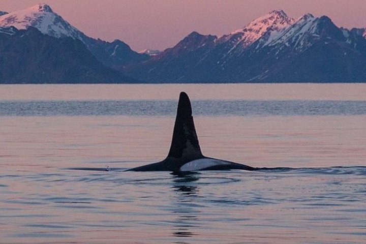 Flosse eines Orcas in einem Fjord