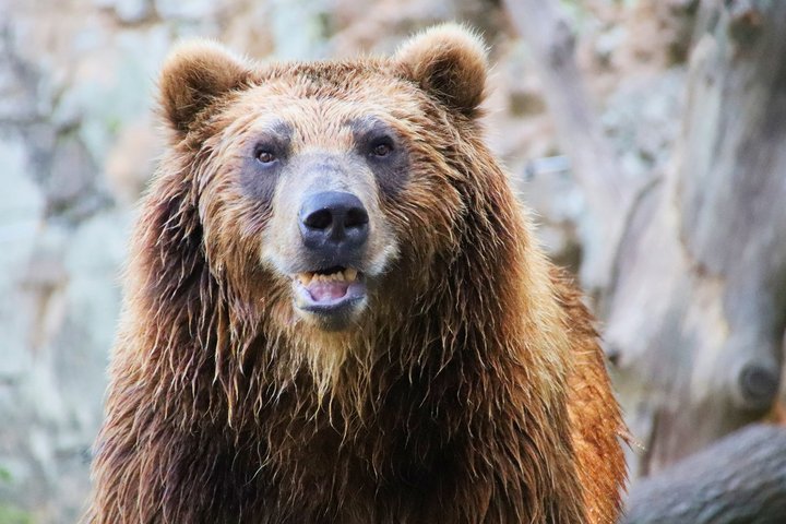 Bär in Alaska Bär in Alaska