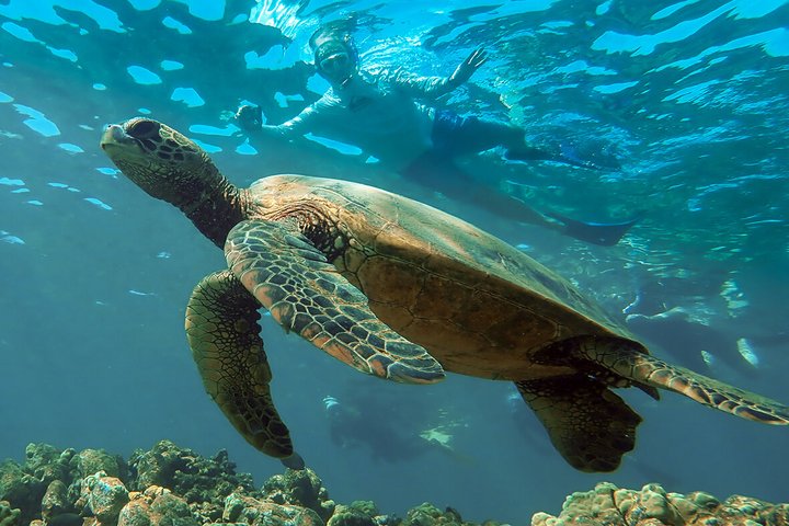 Meeresschildkröte auf Hawaii