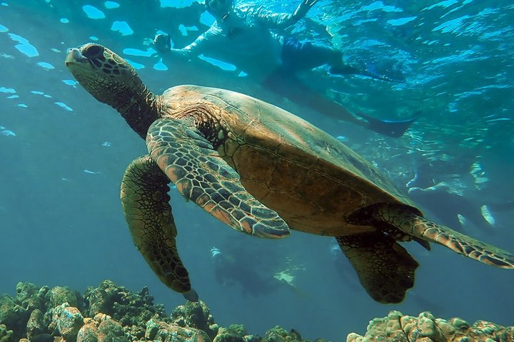 Meeresschildkröte auf Hawaii