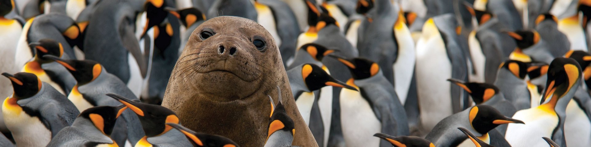 Seeelefant und Königspinguine