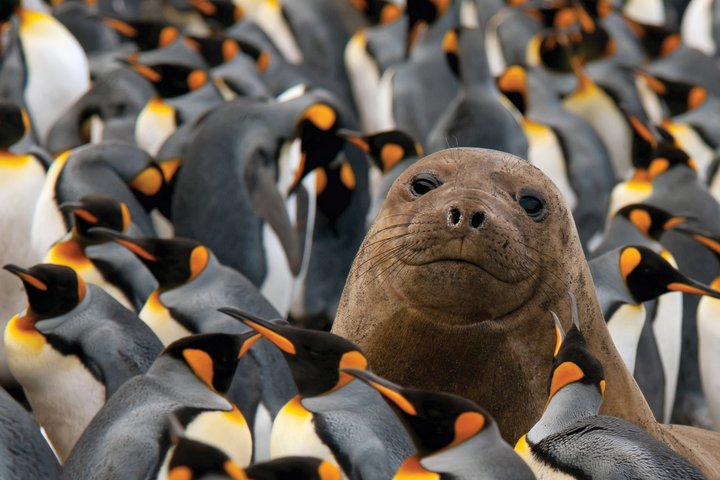 Seeelefant und Königspinguine