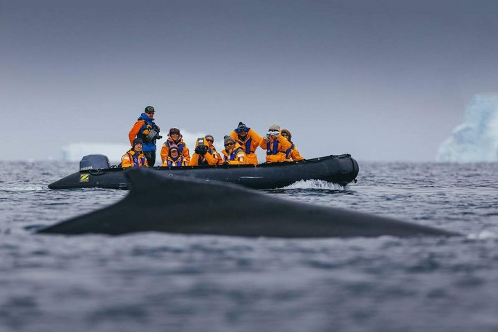 Abtauchender Buckelwal mit Zodiac im Hintergrund