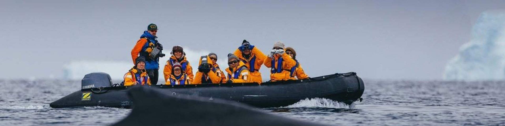 Abtauchender Buckelwal mit Zodiac im Hintergrund