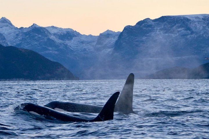 Orcas in einer Bucht in Nordnorwegen