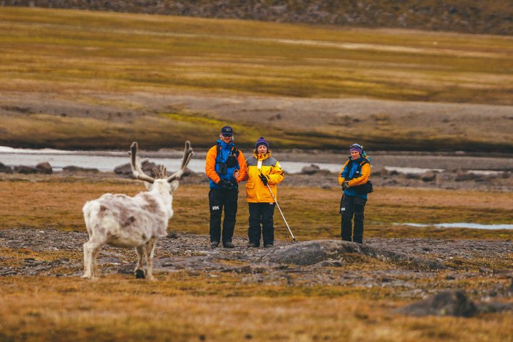 Rentier in der Arktis