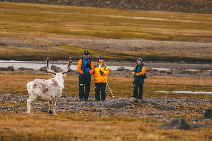 Tierwelt in der Arktis beobachten