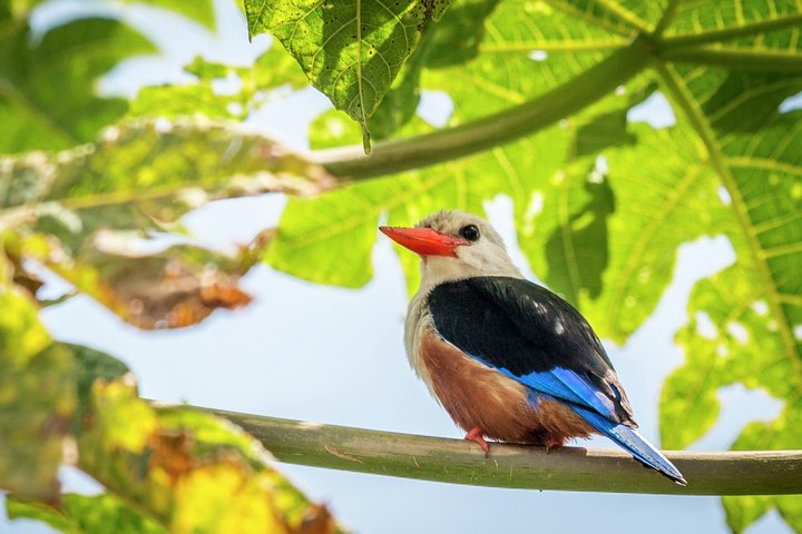 Vogel auf den Kapverdischen Inseln
