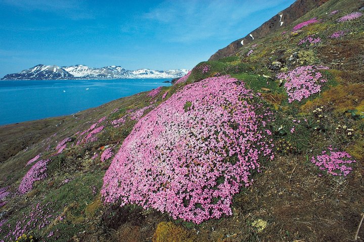 Saxifraga auf Spitzbergen Saxifraga auf Spitzbergen