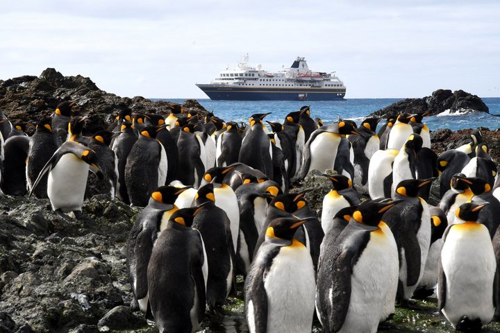 Königspinguine mit Heritage Adventurer im Hintergrund