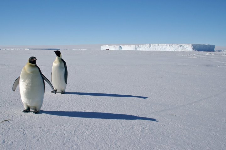 Zwei Kaiserpinguine in der Antarktis bei Could Bay Camp