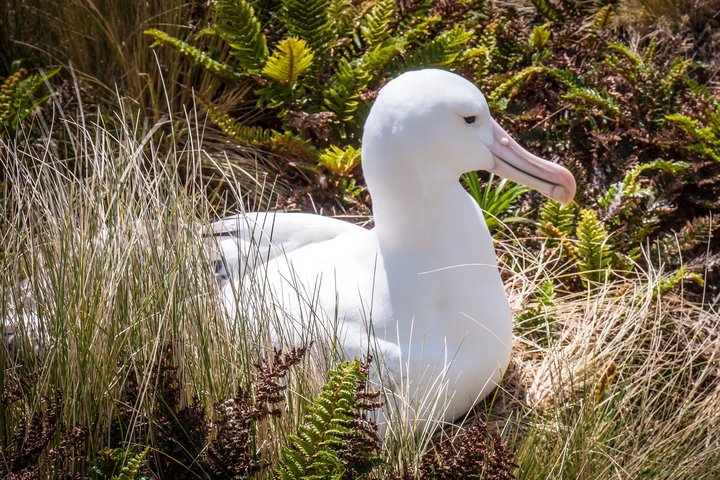 Bruetender Albatros