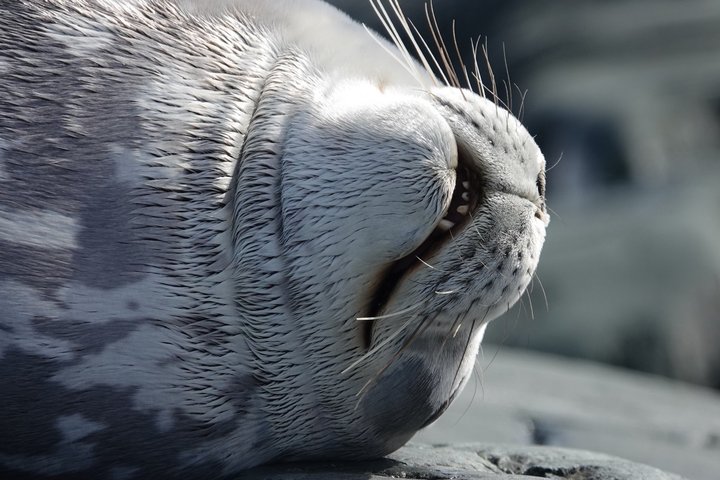 Eine Wedel-Robbe entspannt sich