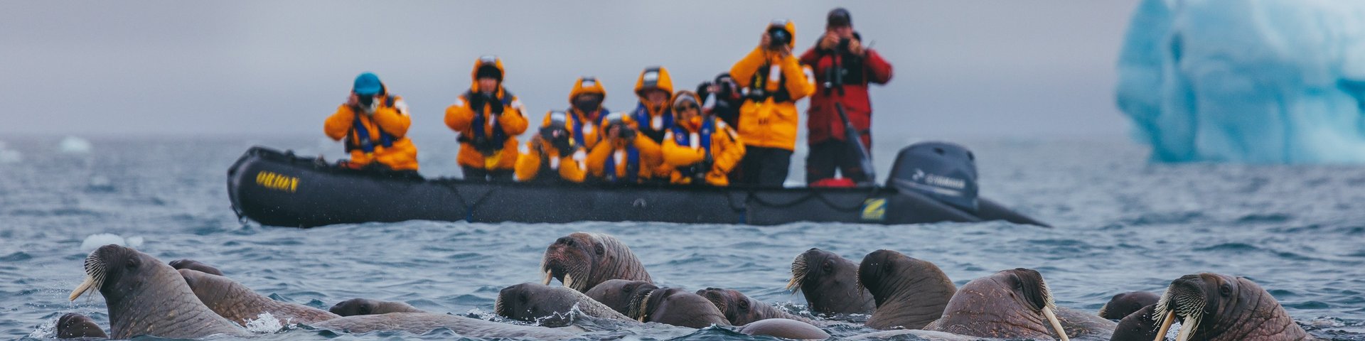 Beobachtung einer Walrosskolonie von einem Zodiac