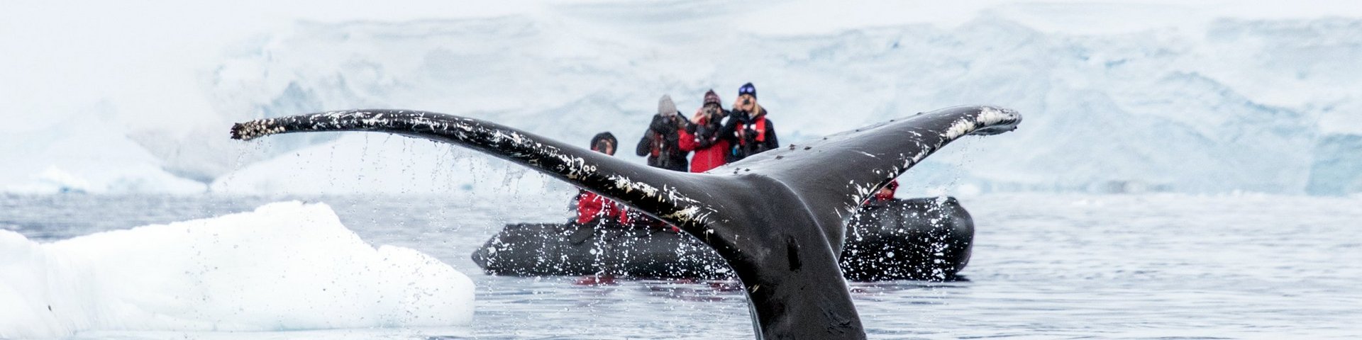 Walbeobachtung in Antarktika Walbeobachtung in Antarktika