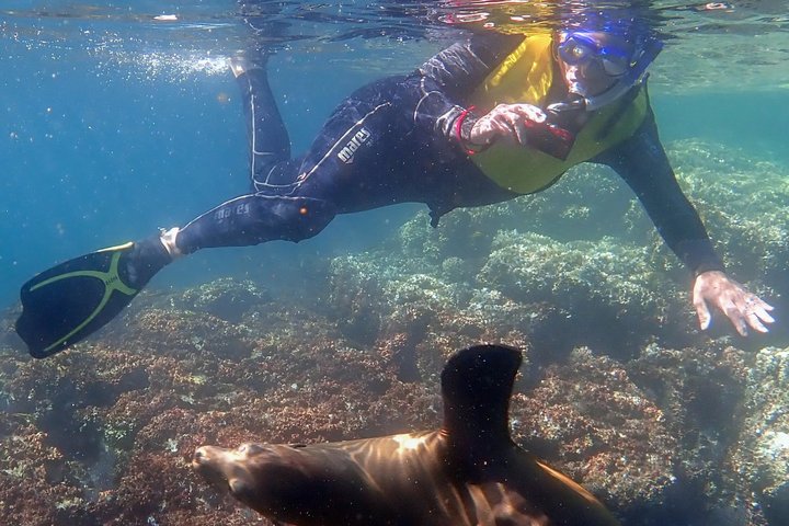 Seelöwe und Schnorchler in der Baja California