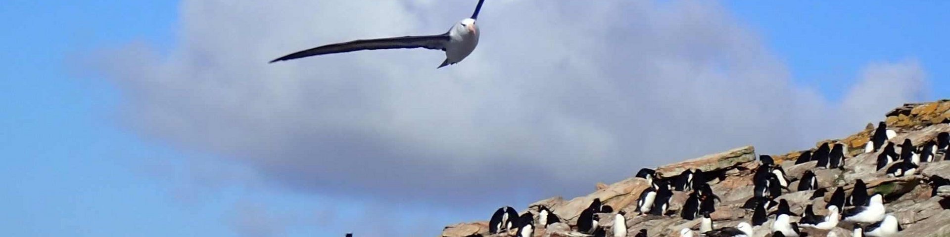Albatrosse auf den Malvinas