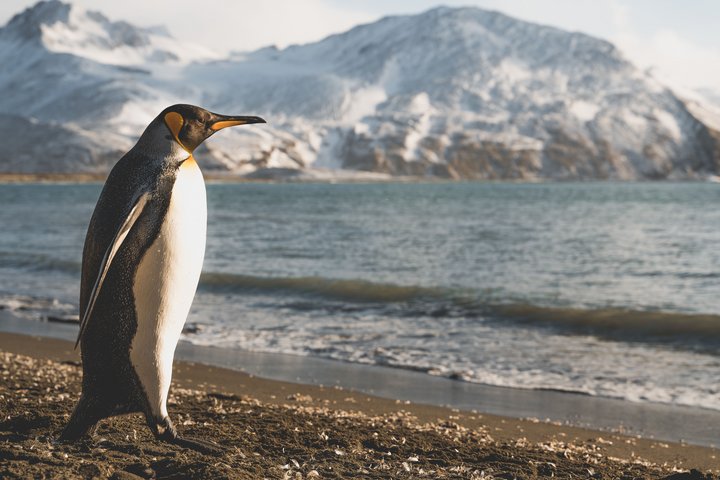 Kaiserpinguin Kaiserpinguin